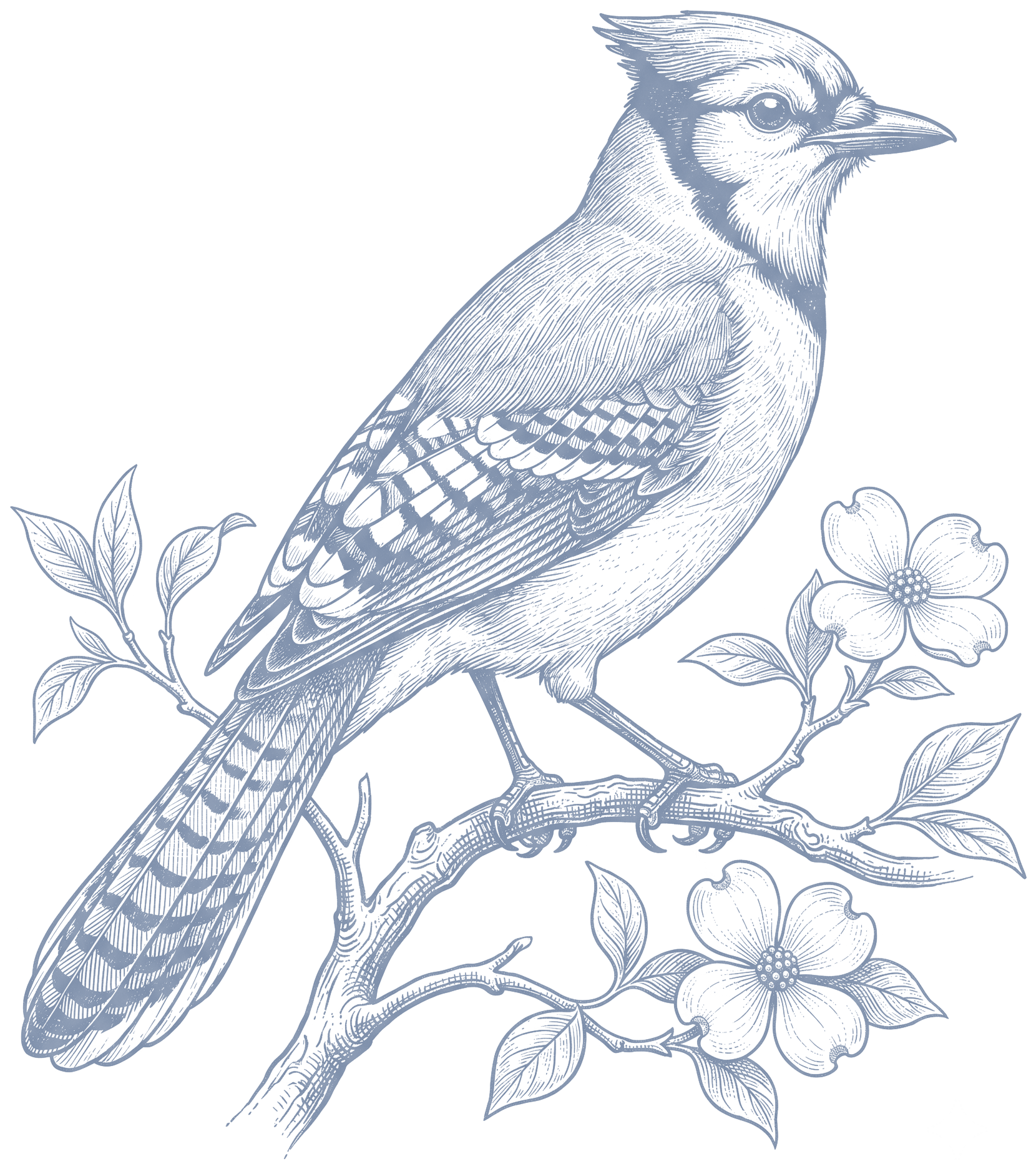 bluejay