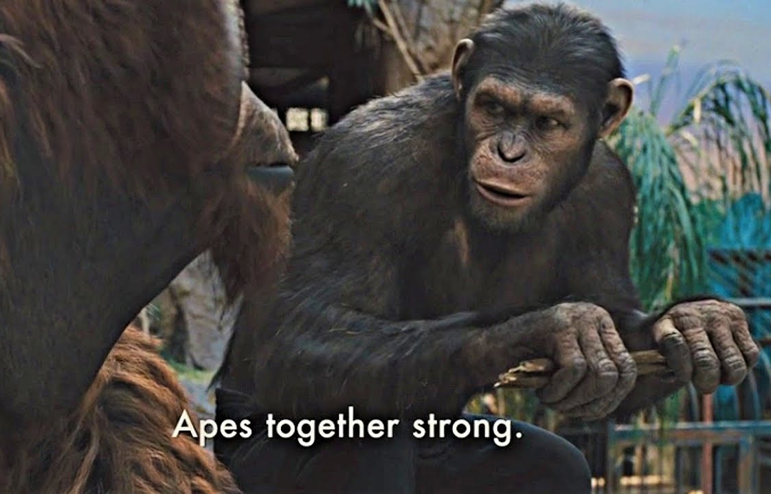 apes together strong meme